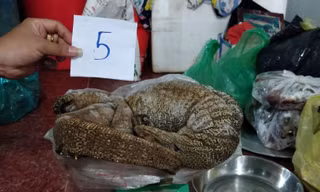 Công an huyện Đắk R'lấp bắt quả tang vụ buôn bán động vật quý hiếm