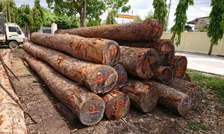 Gỗ lậu của Phượng "râu" tập kết tại Hạt Kiểm lâm huyện Cư Jút 