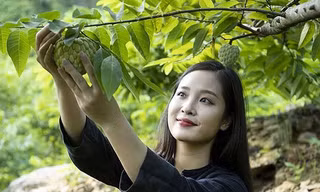 Quả na Hoàng Hậu hút khách với giá gần 100 nghìn đồng/quả - Ảnh: NT