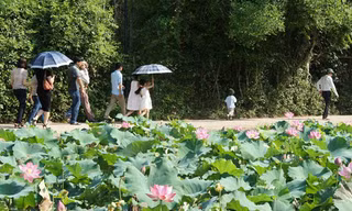 Hương sen làng Sen
