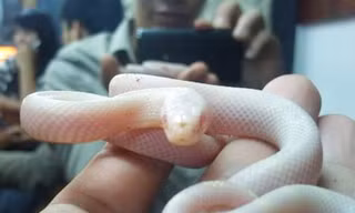 Nuôi thú 'độc'