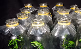Chờ thuốc chữa ung thư 'made in' Việt Nam