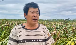 Xót xa nhìn hàng nghìn ha lúa, chuối đổ gục vì bão số 3
