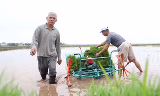 Hình ảnh người nông dân tất bật xuống ruộng cấy lúa khai xuân