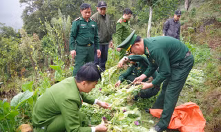 Phát hiện gần 1.000 cây thuốc phiện trong vườn rau cải tại Hà Giang