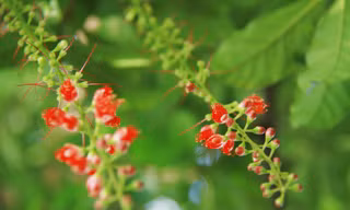Mùa lộc vừng Hồ Gươm