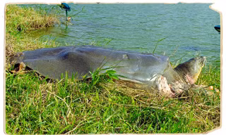 Rùa Hồ Gươm