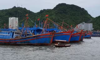 Trong khi chờ đàm phán Hiệp định mới, ngư dân không sang vùng biển phía Đông đường phân định vịnh Bắc Bộ để khai thác hải sản Ảnh: Bình Phương