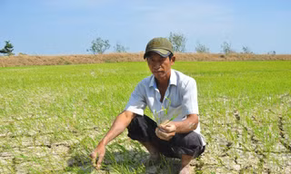 Ông Sơn Ngọc Thành (ở xã Tân Hưng, Long Phú, Sóc Trăng) ngồi giữa đồng nứt toác Ảnh: H.H