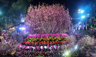 Khai mạc lễ hội hoa anh đào Nhật Bản – Hà Nội 2019