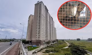 Phát quang cây cối xung quanh chung cư Hà Nội liên tục bị rắn độc 'bủa vây' 