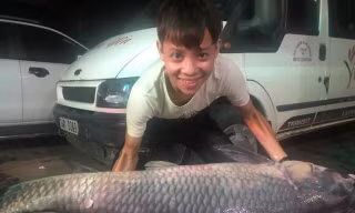Con cá trắm đen có trọng lượng 50kg, dài 1,6m được ngư dân đánh bắt ở hồ Thác Bà (Yên Bái) vào đêm 8/7 vừa qua.