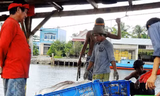 Ngư dân Cà Mau trúng mùa ở Biển Đông