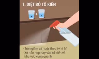 Top 6 mẹo đuổi kiến ra khỏi nhà cực hiệu quả