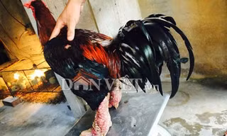 Năm 2013, anh Vũ đã bán một cặp gà "khủng" với giá gần 40 triệu đồng, năm nay anh lại tiếp tục đổi một cặp gà lấy xe Honda PCX trị giá 51.500.000 đồng.
