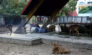 Bật máy sưởi, thấp thỏm giữ ấm cho chúa sơn lâm