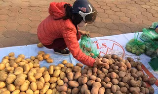 Sau su hào, củ cải đến lượt khoai tây rớt giá thảm còn 3.000 đ/kg