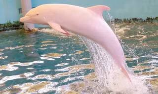 Cá heo bạch tạng ở Nhật Bản. Ảnh: Noriko Funasaka /Taiji Whale Museum