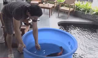 Hồ cá Koi gần 14 tỷ đồng của doanh nhân Sài Gòn