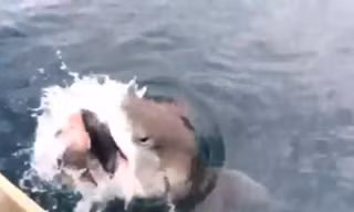 Cá mập cướp mồi trắng trợn từ lưỡi câu cần thủ