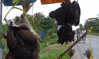 Nhức nhối, chim trời bị... treo bán từ lộ xuống phà