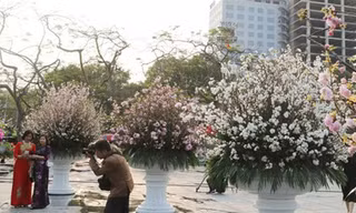 Hoa anh đào Nhật Bản làm say lòng người dân Hải Phòng