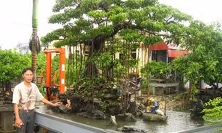 Nghệ nhân Bùi Thanh Khiết bên cây sanh cảnh trị giá trên 500 triệu đồng của gia đình.