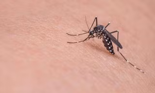 Muỗi vằn Aedes aegypti truyền bệnh sốt xuất huyết 