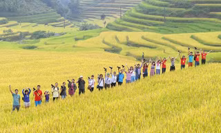 Ngỡ ngàng ruộng bậc thang Hoàng Su Phì mùa lúa chín
