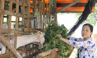 Tiếc ruộng khoai bỏ hoang, vợ ông Quang cắt dây khoai cho đàn dê ăn. Ảnh: Cửu Long