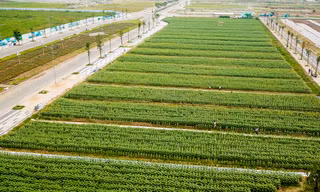 Cánh đồng hoa hướng dương rộng 18.000 m2 ở Sài Gòn