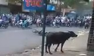 Con trâu điên đuổi người trên đường Biên Hòa sáng nay. Ảnh: Cắt từ Clip