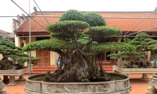 Cây cửu phẩm là bảo bối trong khu vườn của ông Ngọ. 