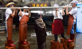 Sốc với cá mú 'khổng lồ', nặng hơn 2 tạ sa lưới ngư dân