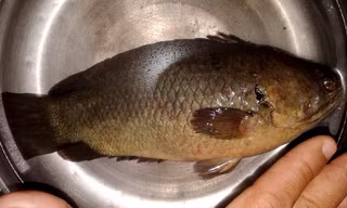 Con cá rô đồng được anh Võ Hoàng Sơn câu được trên kinh Miễu Điền vào chiều 12/5.
