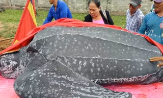 Con rùa biển lớn