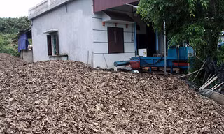 Gia đình ông Nguyễn Văn Quý, xóm Chào Mào, xã Phượng Sơn (Lục Ngạn, Bắc Giang) có hơn 100 gốc vải thiều. Tổng diện tích trồng vải của gia đình ông lên đến hơn một mẫu đất đồi.