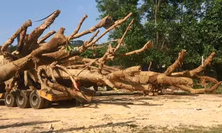 Một cây "quái thú" được vận chuyển trên QL 1A bị tạm giữ tại tỉnh Thừa Thiên Huế (ảnh Đại Dương)
