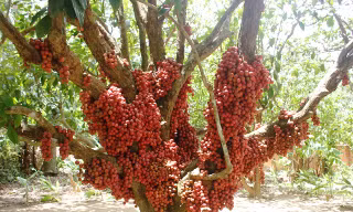 Qủa dâu da hay còn có tên gọi khác là dâu rừng.