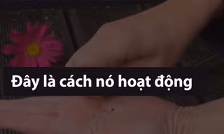 Bút chì có thể trồng cây bằng cách cắm xuống đất