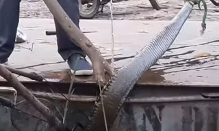 Rùng mình cảnh bắt rắn hổ mang khổng lồ ở Vĩnh Phúc