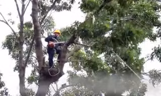 Đốn hạ loạt cây xanh để làm cầu nối trung tâm Sài Gòn với quận 2