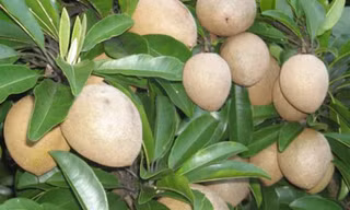 Tác dụng ngừa ung thư thần kỳ của hồng xiêm