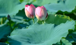 Mất ngủ, khó ngủ - Nguyên nhân và cách chữa trị