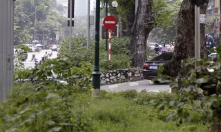 Hà Nội: Cây dại mọc như ở bãi hoang giữa phố Giảng Võ