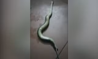 Con rắn lục sinh con sau khi bị đánh dập đầu. Ảnh: LiveLeak.
