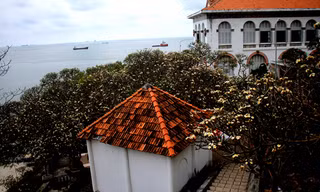 Rừng hoa sứ nơi vua Thành Thái bị giam lỏng nở hoa tuyệt đẹp 
