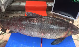 Cá nặng tới 55kg, dài 1,5m.