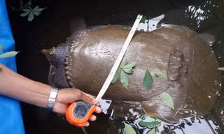 Con vật có thân hình giống con ba ba.