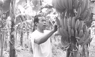 Vườn chuối tiêu hồng của ông Lục cho thu nhập hơn 100 triệu đồng mỗi năm.